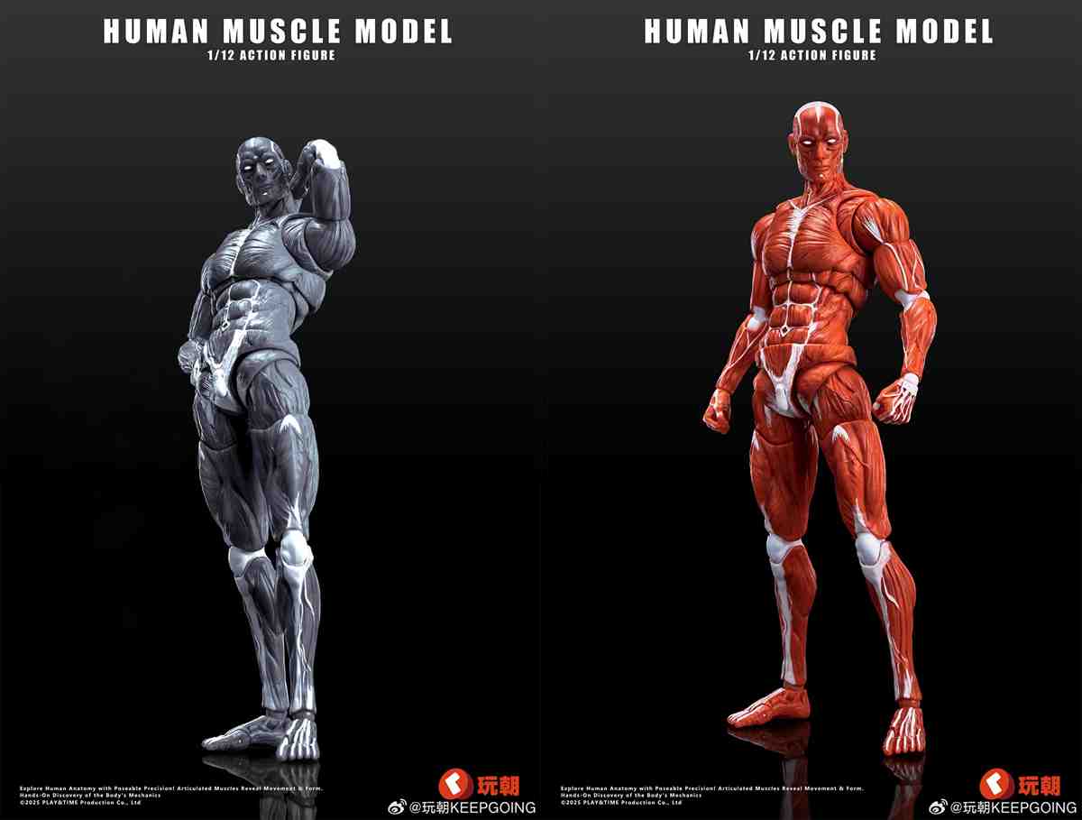 Pre Order Keepgoing 1/12 Human Muscle Model wc2506 deposit link