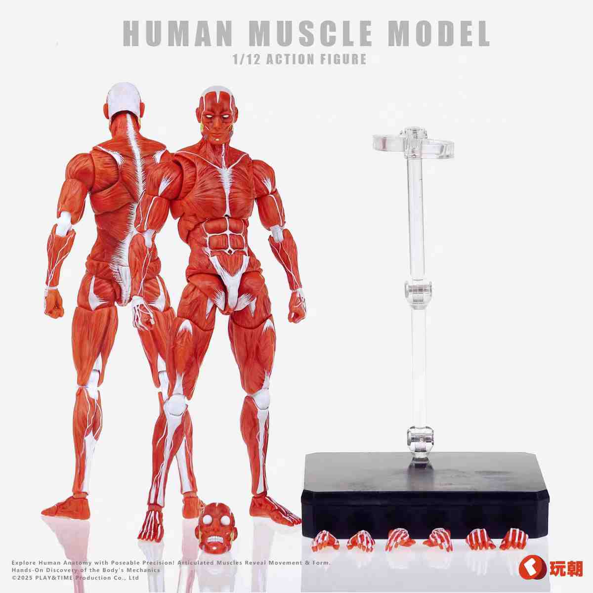 Keepgoing 1/12 Human Muscle Model wc2506 - red